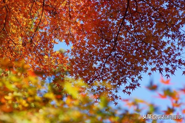 700年历史的日本小寺，为了看秋叶要买两次票，一次比一次贵