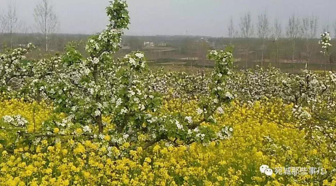 南阳老徐,河南南阳老徐最新视频