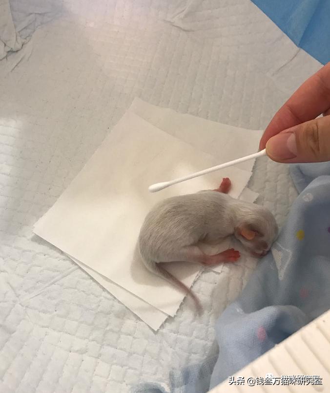 刚生的小猫母猫不在如何照顾,早产没长毛的小猫怎么救活