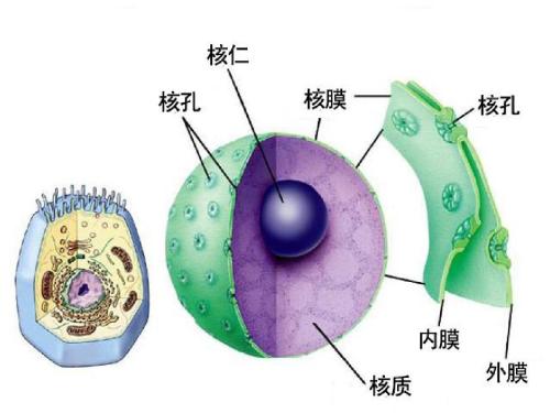 中国科学家根治痛风2019,科学家发现痴呆新药