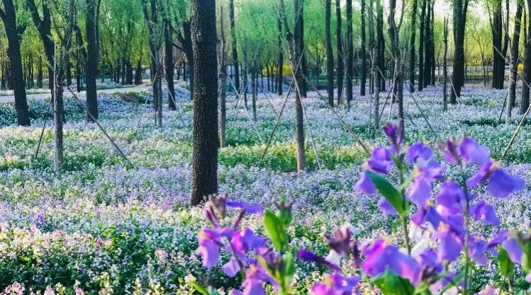 北京西边二月兰观赏地,和平之花莫愁湖公园二月兰盛放