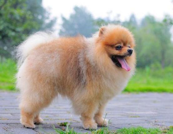 博美应如何训练？在训练时应注意哪些事项？