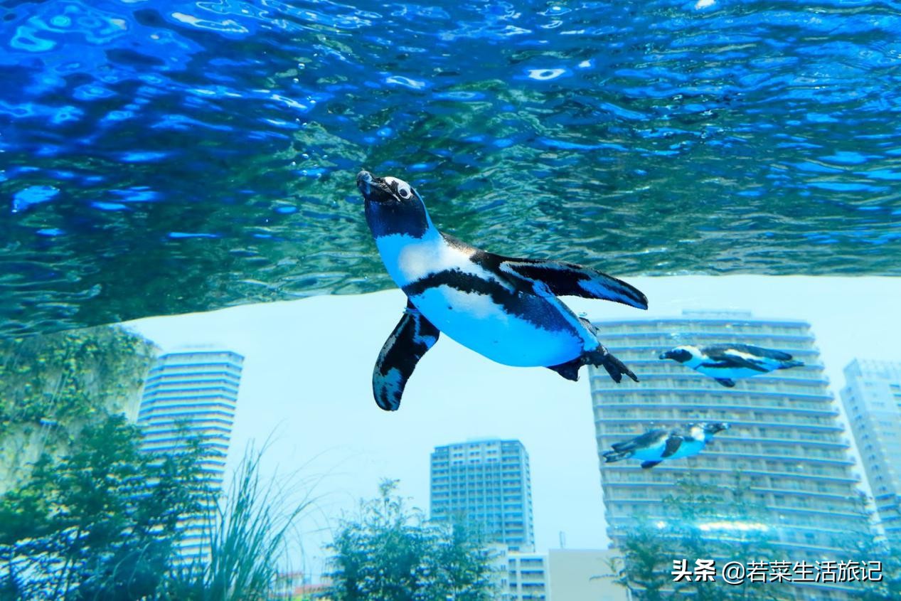 东京精灵宝可梦,东京附近必去的水族馆