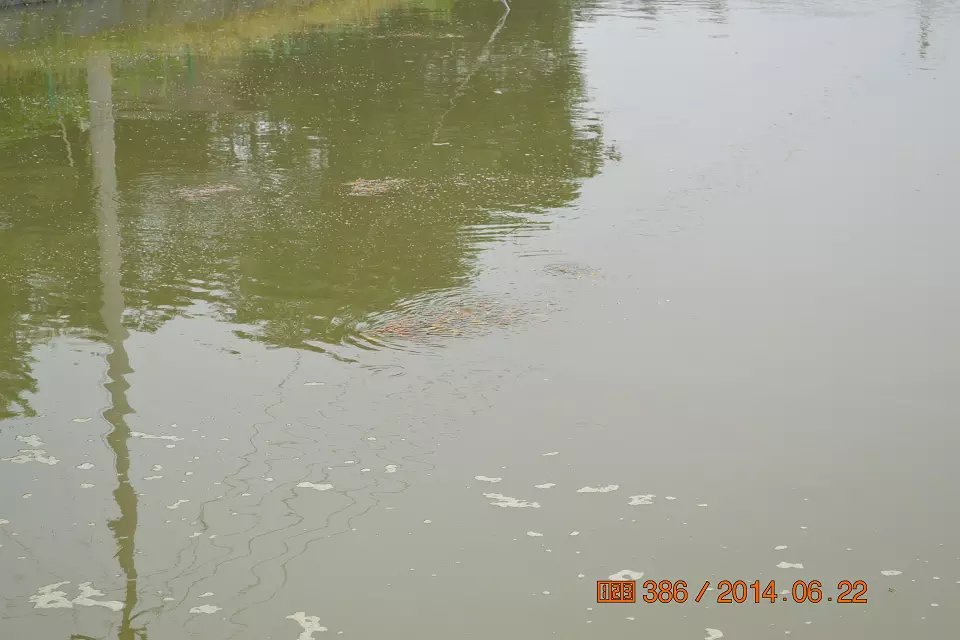 怎么判断锦鲤鱼苗是否生病了,怎么判断锦鲤是不是要产卵了