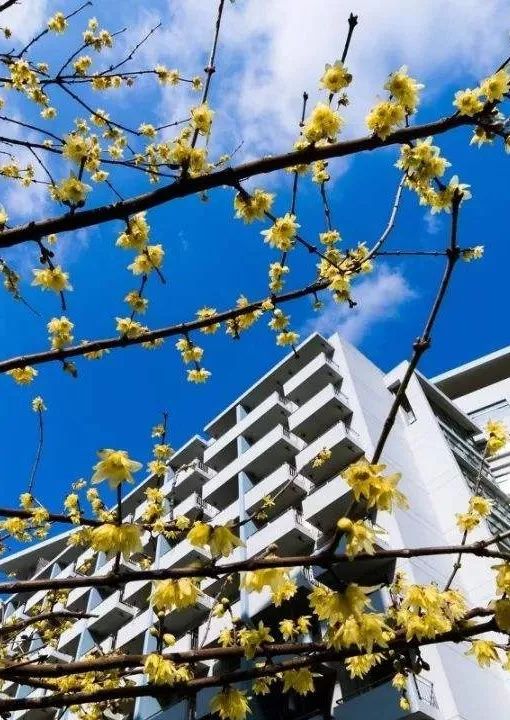 上海大学真正实力如何,上海大学被低估的专业排名