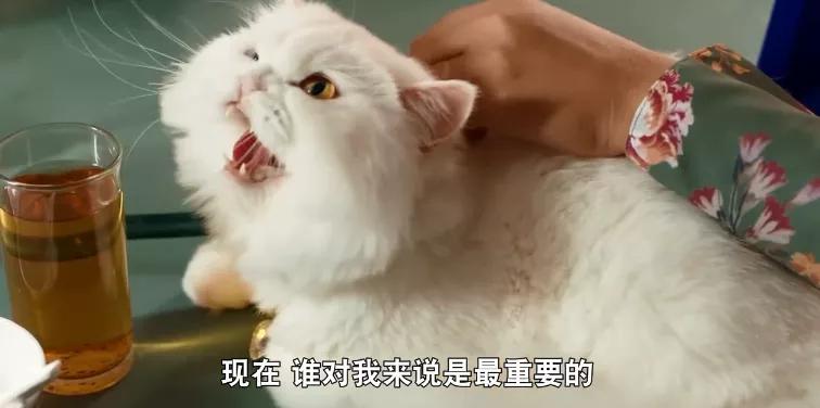 泰国范冰冰高调亮相戛纳,泰国范冰冰惊艳亮相