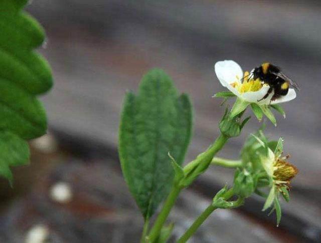 草莓蚜虫怎么治,草莓大棚蚜虫怎么处理