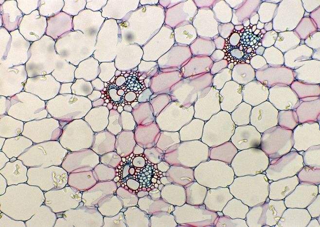 未来的人类或能跑赢死神