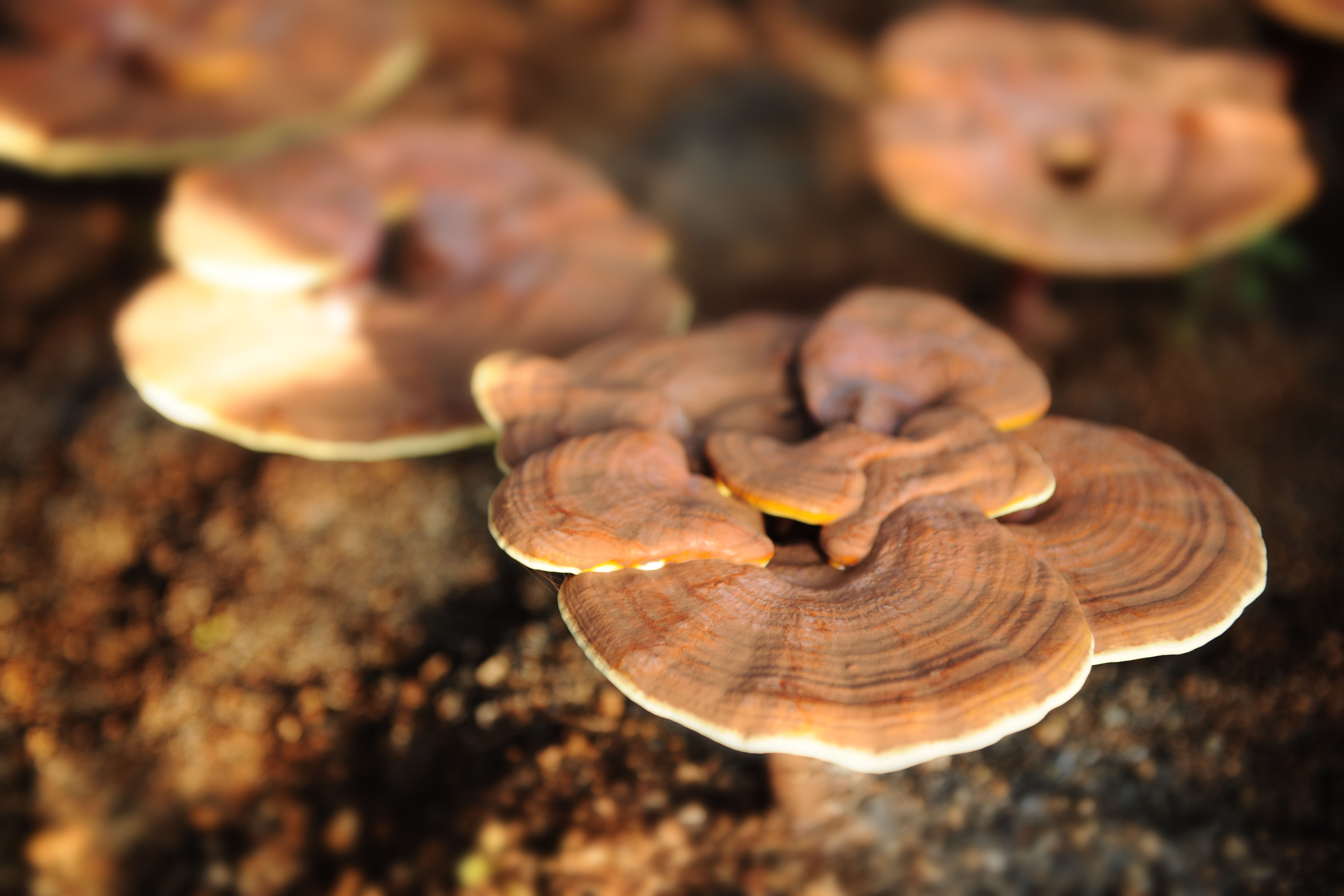 灵芝种植土壤怎么防病害,种灵芝用什么药防治病虫害
