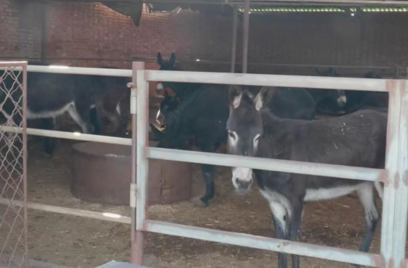 农村小伙卖驴,农村小伙卖驴肉