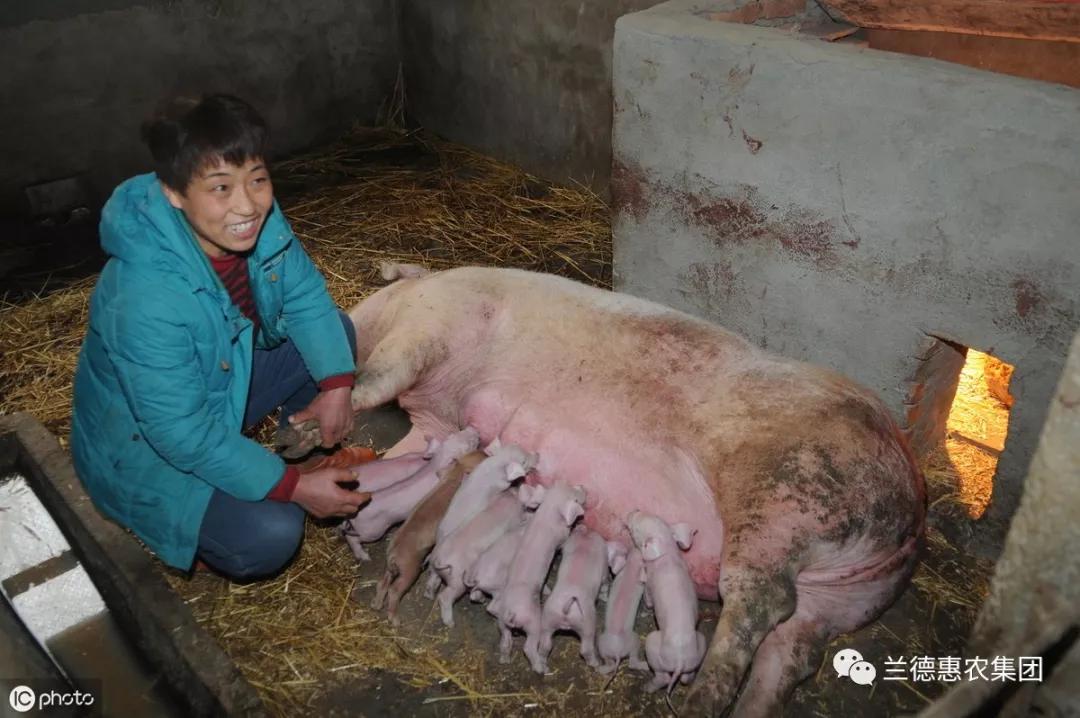 母猪为什么没有奶水？母猪产后没奶怎么办？