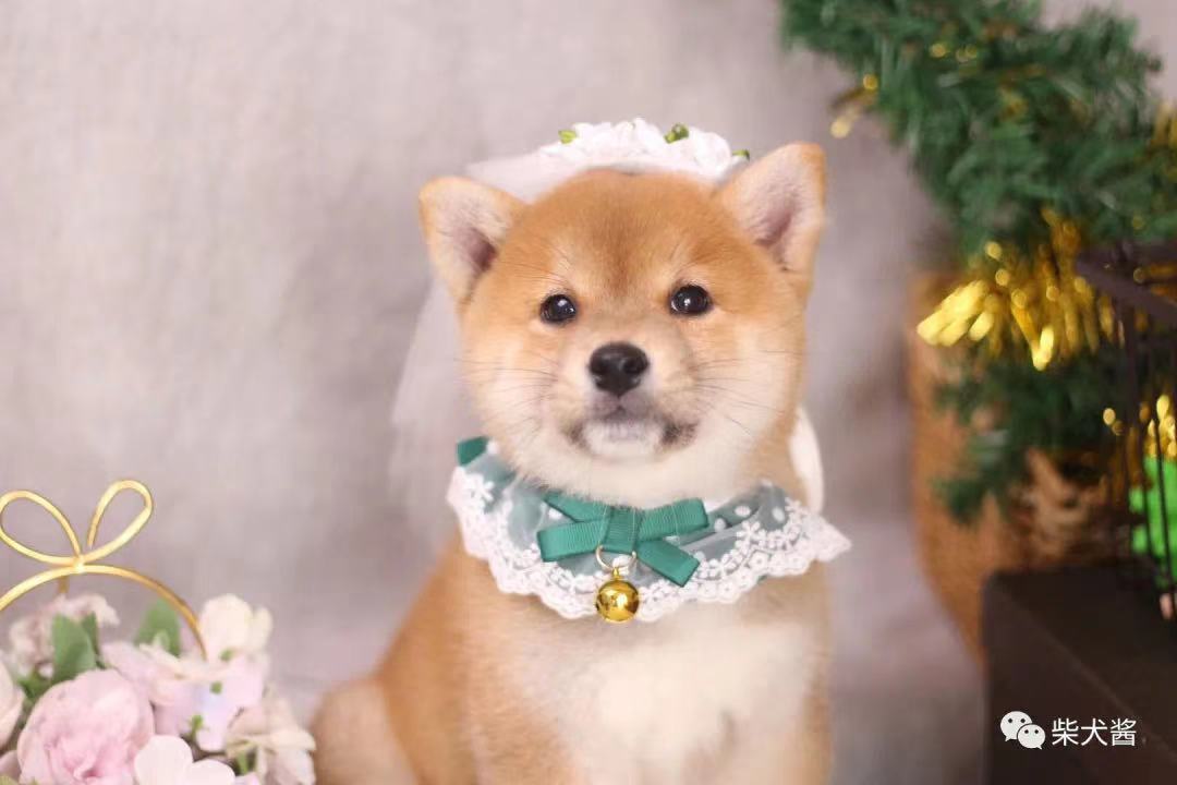 狗市柴犬多少钱一只,宠物狗市价格