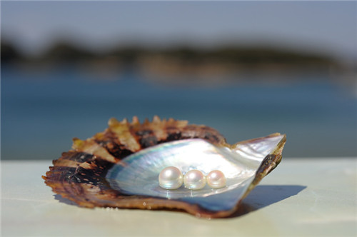 辗转数百年，北珠落户秦皇岛