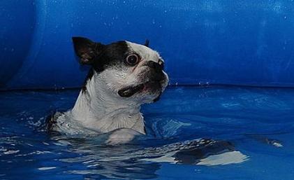 为什么说法国斗牛犬“难养”？这5点，养过的都深有体会