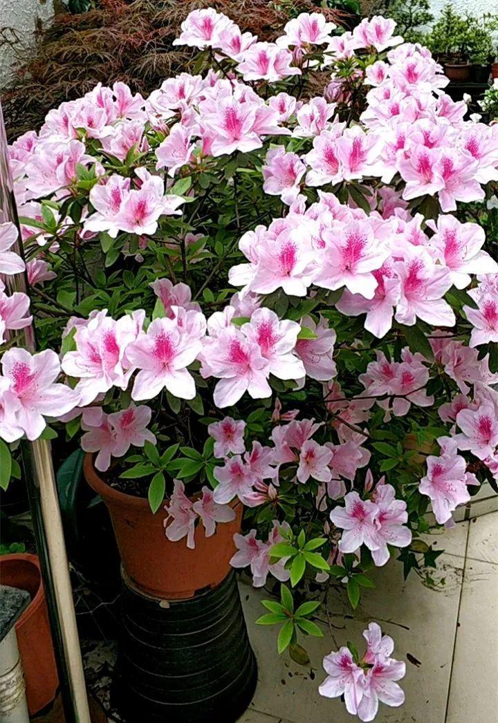 月季常见病害图解,月季枝干高花苞小怎么办