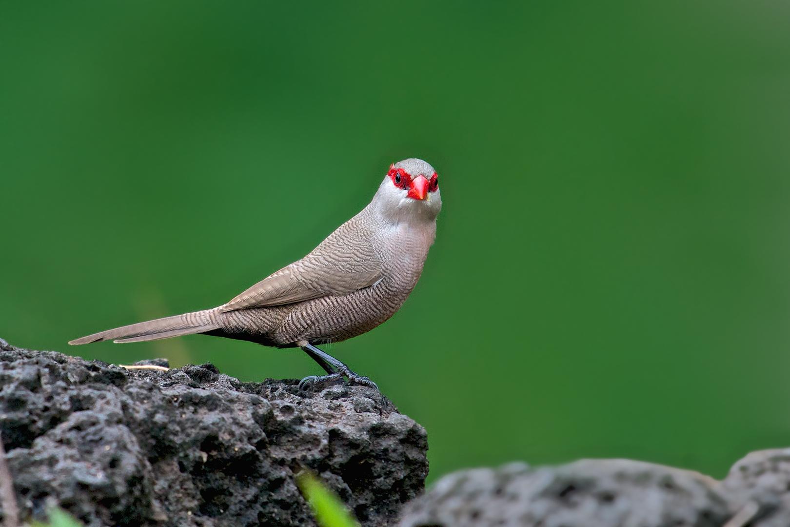 毛里求斯旅游攻略最新完整指南,毛里求斯旅游攻略大全免费