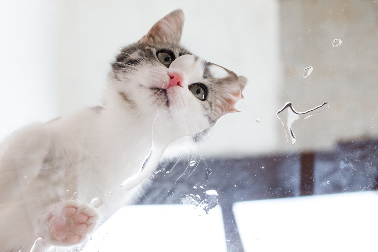 猫咪突然不吃饭也不喝水怎么回事,猫咪拉软便和喝水太多有没有关系