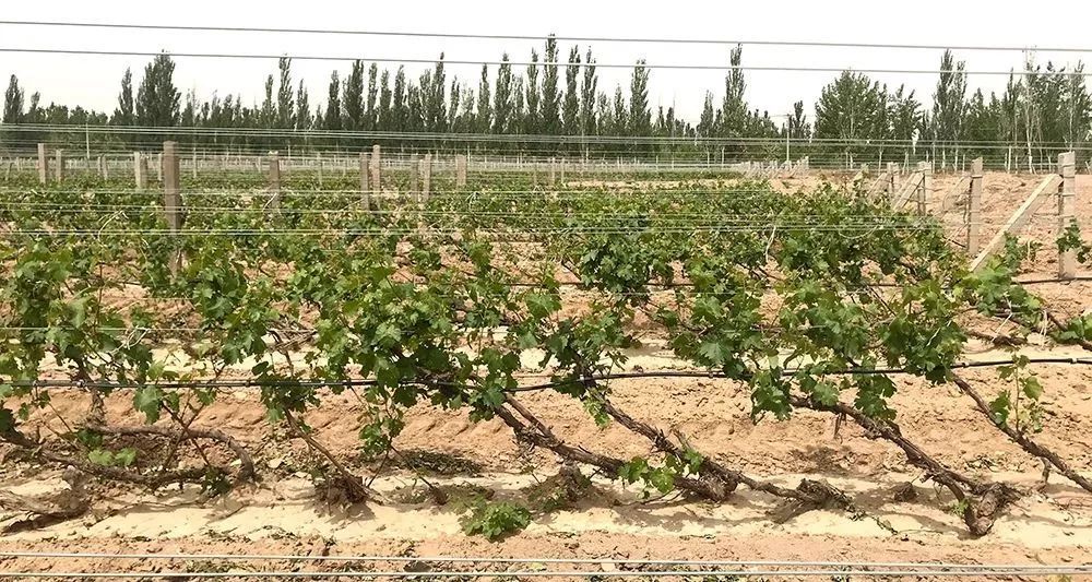 国内最好的三款葡萄酒,中国最好的葡萄酒是哪一款