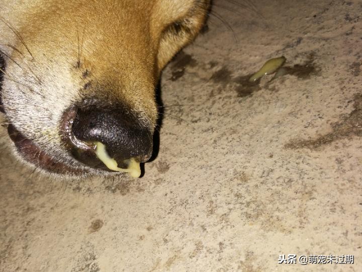 对于犬瘟热，铲屎官你需要知道这些！