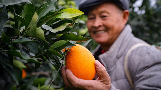 橙子怎么挑才最甜最好吃,橙子的品种哪个最好吃