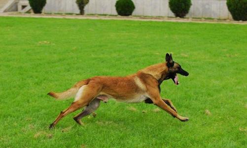 猎犬选什么犬好,狗狗猎犬有哪几种