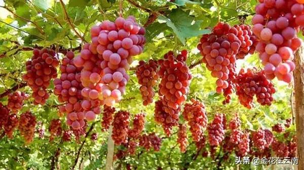 大理什么时候旅游最好,大理一年四季温度是多少