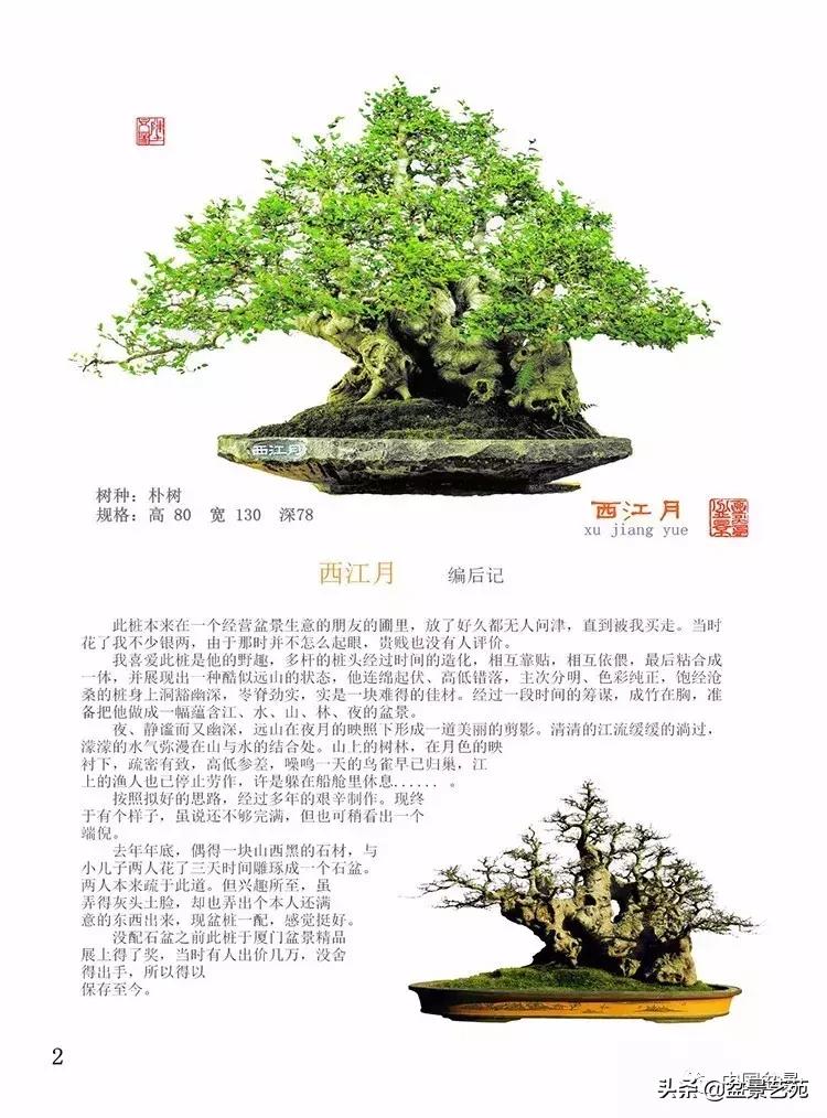 陈文图榕树欣赏,陈文图盆景