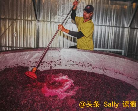 红酒在酒庄经历了什么?争议如此大?朱广权式幽默告诉你