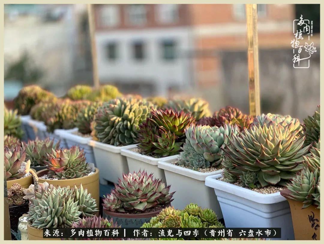 国庆假期你快乐吗?来,凉都美肉与你相伴一一小乌木的霸气东云