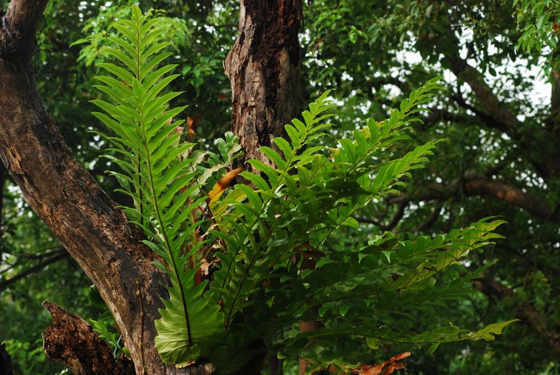 如今不可多得的“崖姜”,曾稀缺也好泛滥也罢,你都该好好认识它