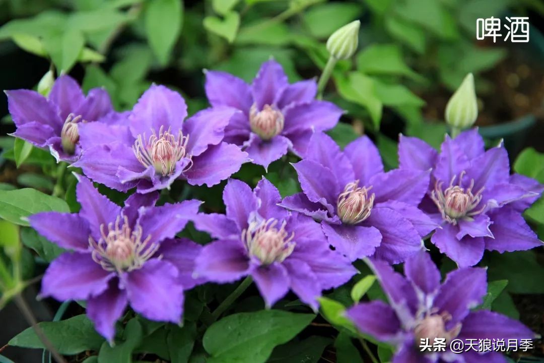 10元3棵铁线莲苗多色,铁线莲苗圃视频