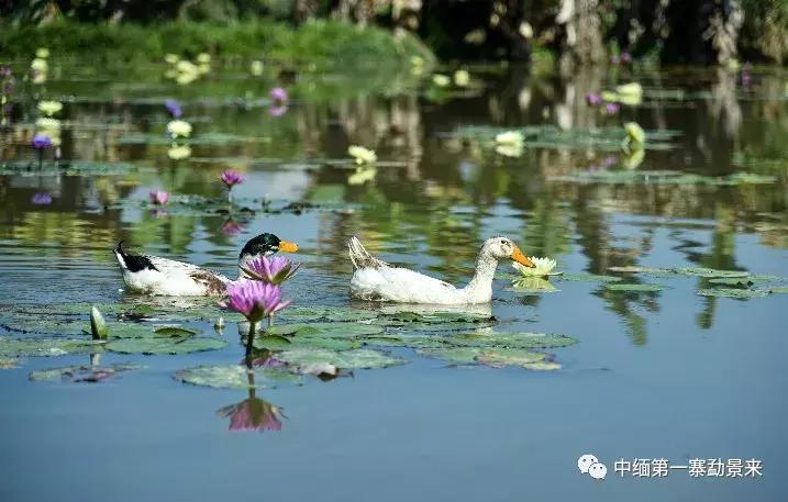 泰国顶级睡莲博士Dr.Nopchai版纳行,被勐景来圈粉