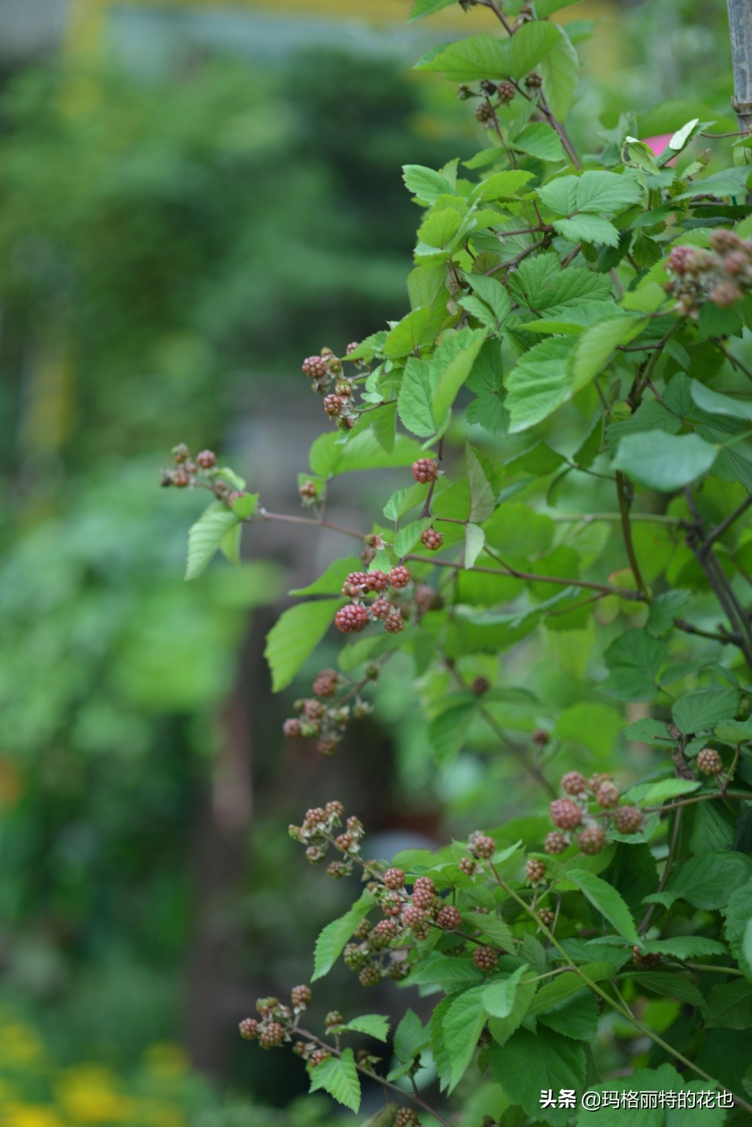 花园里种树莓吗,树莓在庭院里如何种植