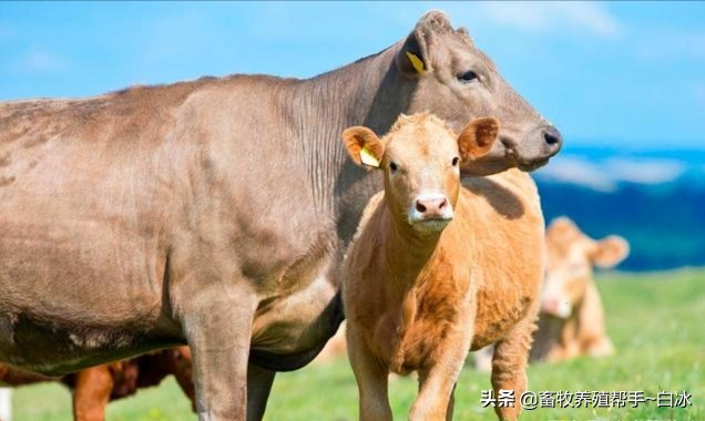 肉牛瘤胃酸中毒怎么治疗,牛羊酸中毒的症状和预防