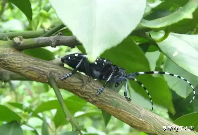 柑橘大实蝇和柑橘小实蝇常规虫害,柑橘虫害高清图谱及防治方法