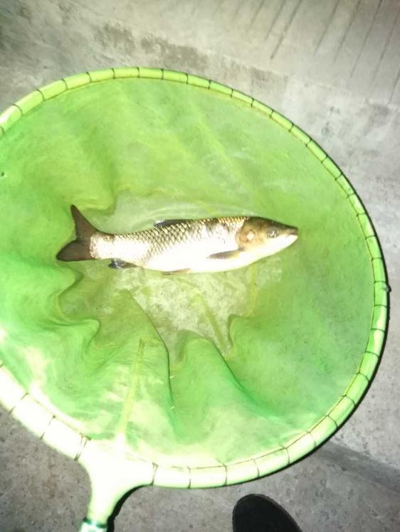 本汀金迦潘强弓评测,本汀金迦潘强弓鱼竿测评