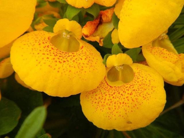 这款荷包只能种，却不能用，实用性不强喜欢的人却一大把