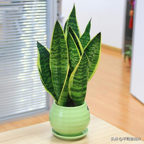 怎么能知道虎皮兰烂根了,虎皮兰烂根怎么处理最好