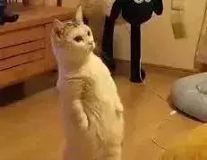 韩国免税店现在开放了吗,最新韩国免税店消息