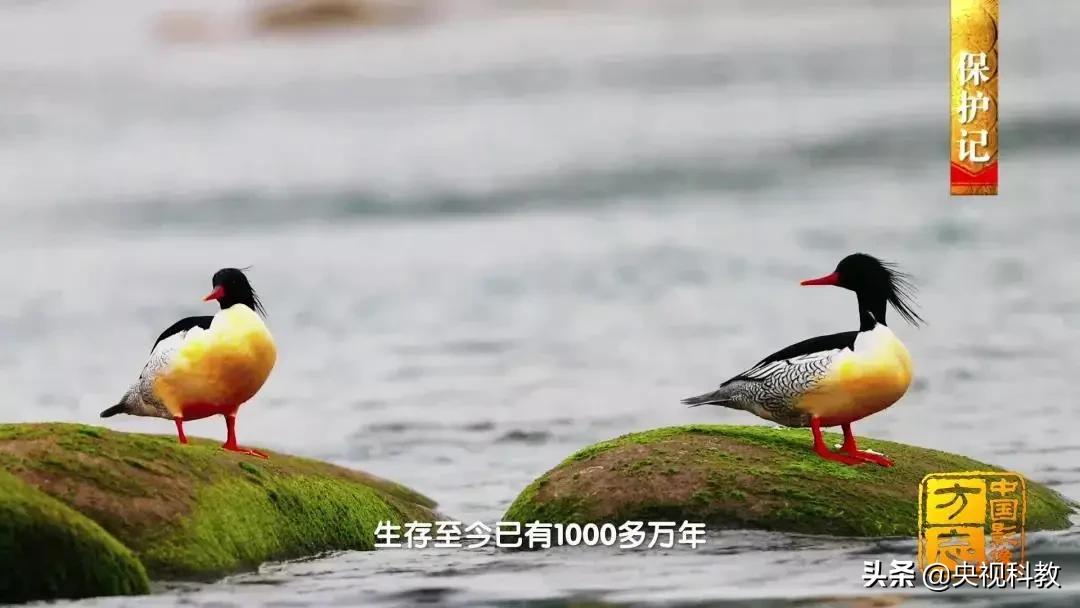 影像方志天峻,中国影像方志四川大竹篇