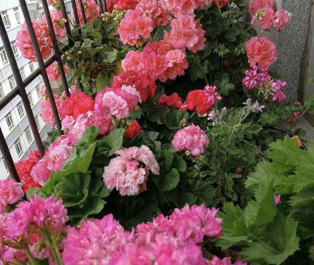 养这6种花太省心新手也很难养死,这6种花从春开到夏养了不吃亏