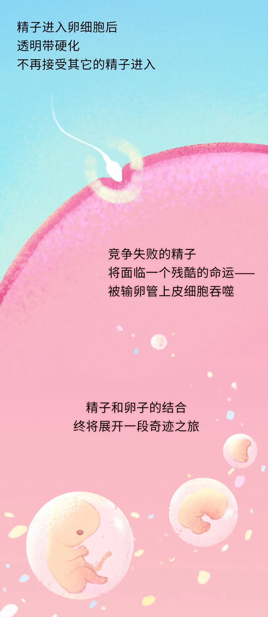 精子进入人体24小时变化,精子在人体24个小时都经历了什么