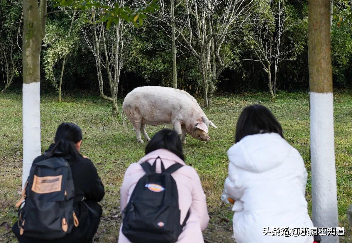 汶川地震猪坚强是个小猪还是大猪,汶川地震未死的猪今年几岁了