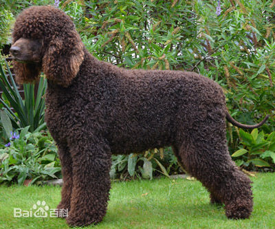 性格温顺的大型犬品种,宠物狗大型犬都有哪些品种