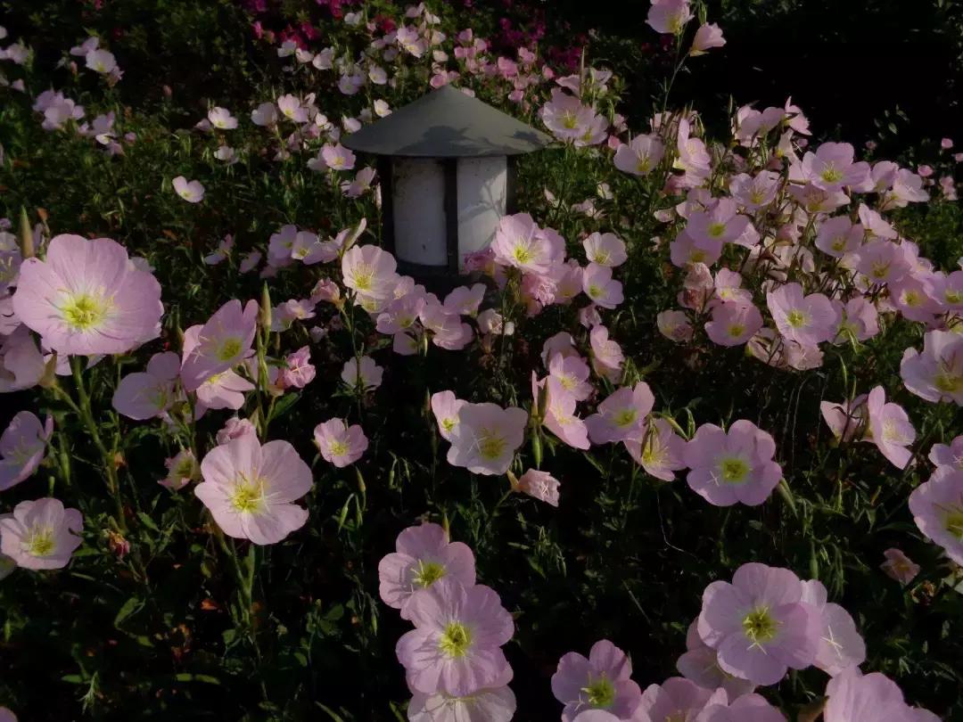花儿养不好一定要学会这几招,花儿总是养不活