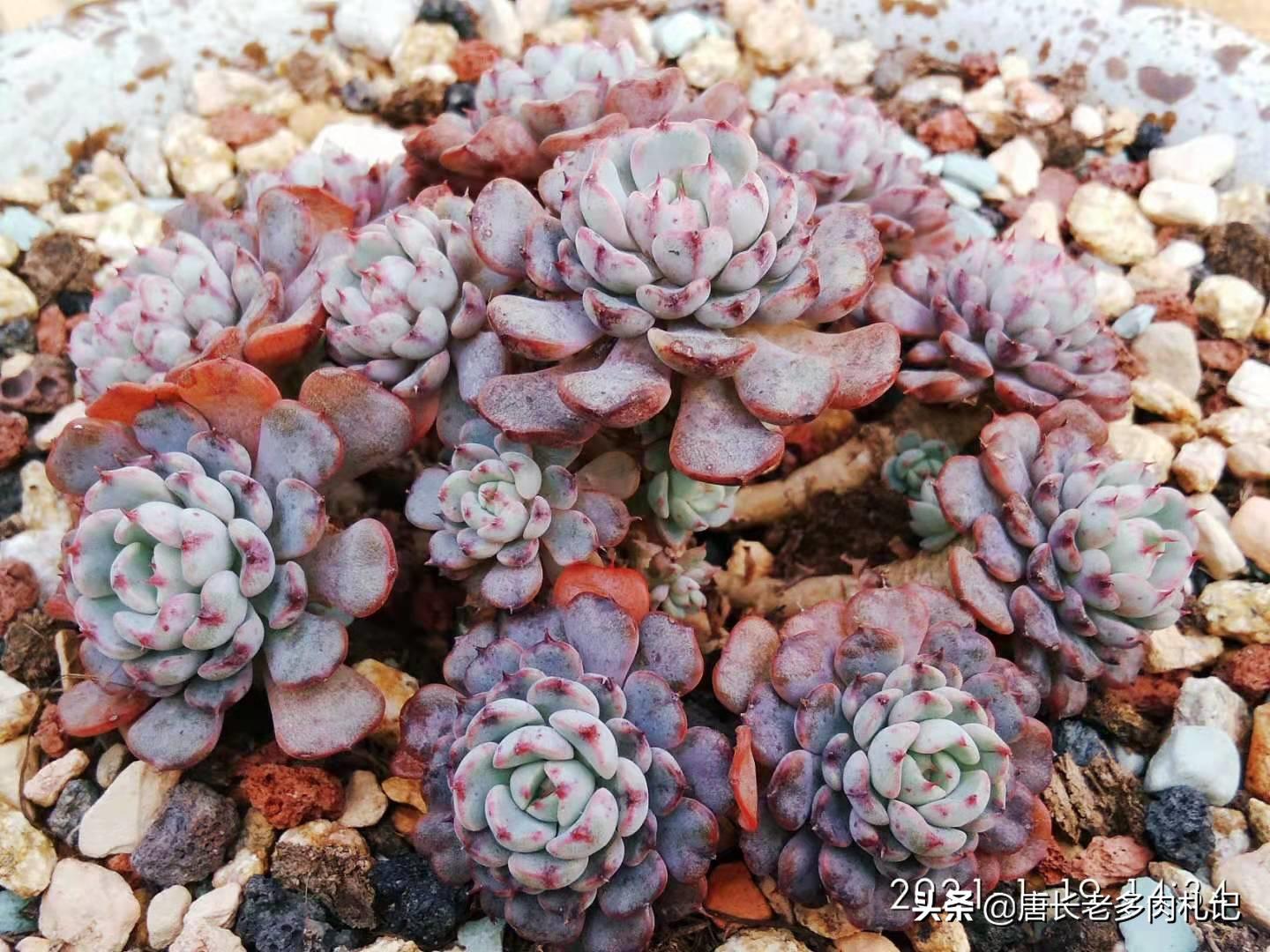 网购的群生玉露干瘪怎么办,网购多头群生多肉怎么上盆