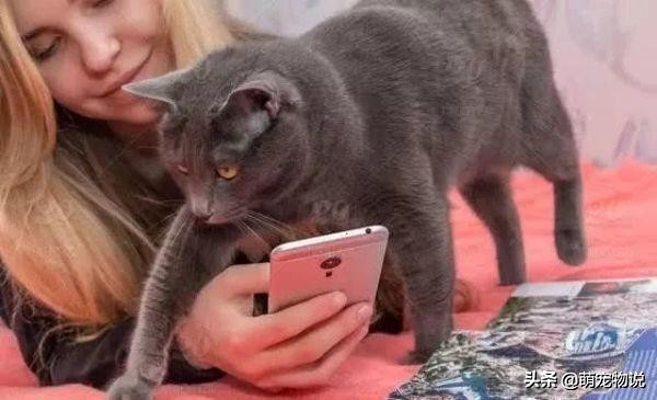 猫咪生病被治好感谢主人,猫咪一生的告别