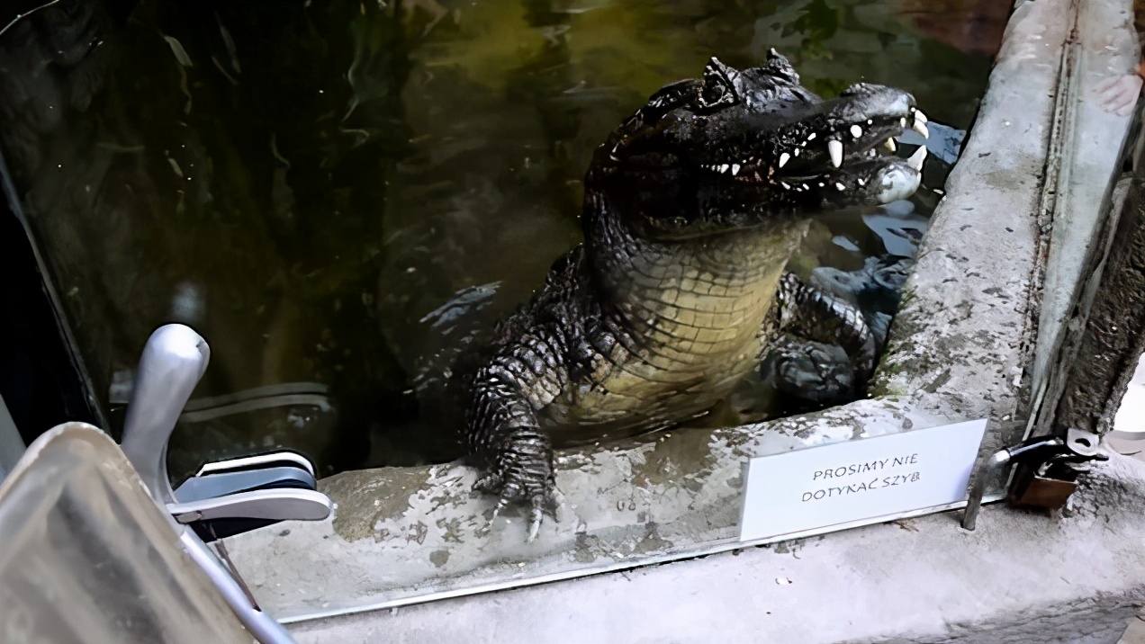 努力交配48年还没娃的鳄鱼夫妇，原因是丁丁太小了