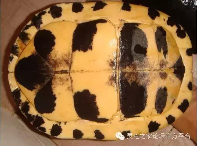 安布闭壳龟繁殖技术,安布闭壳龟要办证吗