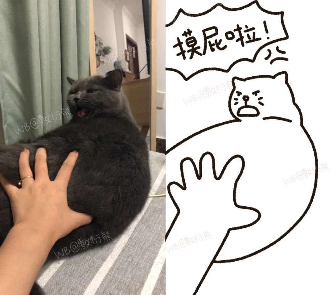 猫是只好猫，但被网友这么一弄…哈哈哈哈哈没脸见人了